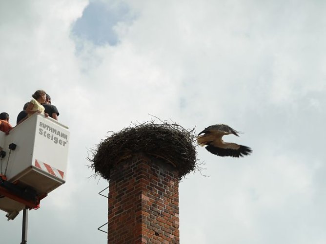 Meister Adebar hebt ab (Foto: Angelo Glashagel)
