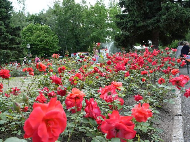 Rosige Momente (Foto: nnz)