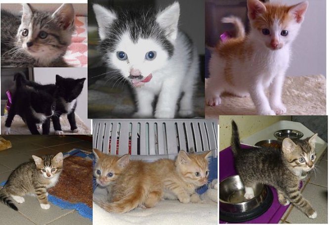 Sie warten auf ein neues Zuhause (Foto: privat)