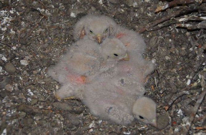 falken (Foto: hentrich)