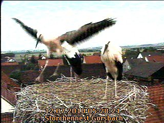 Fl&uuml;gge (Foto: privat)