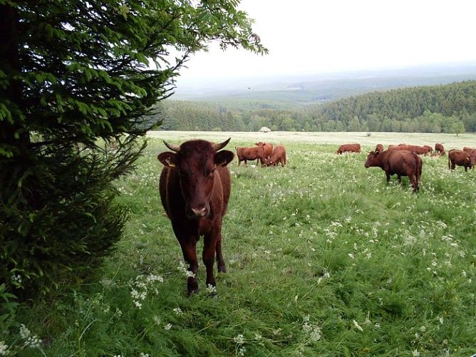 Rotvieh auf den Wiesen (Foto: Dr. Gunter Karste)