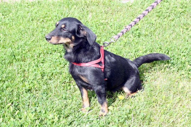 Herrchen gesucht (Foto: rh) Herrchen gesucht (Foto: rh)