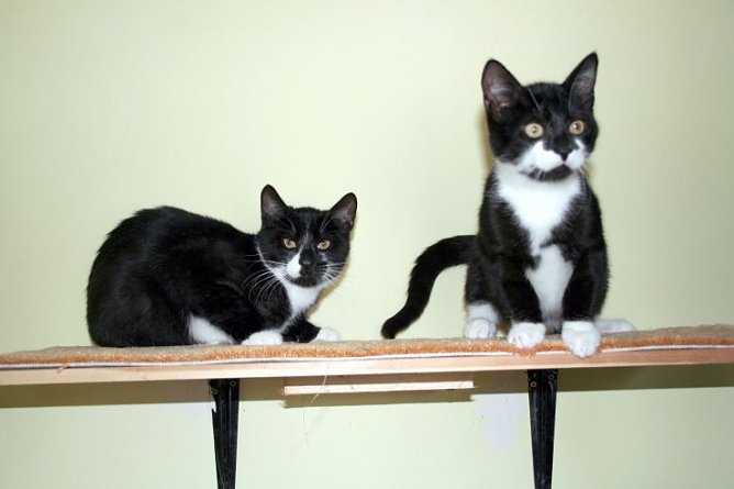 Suche neues Zuhause (Foto: rh)