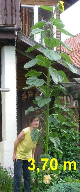 Riesig (Foto: F. K&ouml;hler)