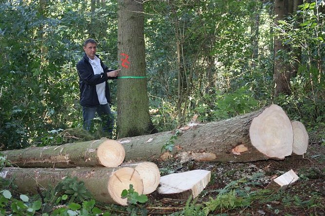 Waldarbeiten (Foto: I. Bergmann)