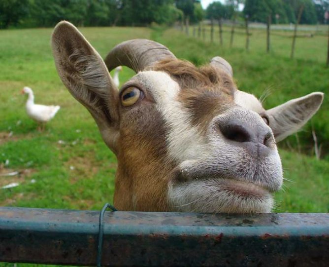 Auf die Hörner genommen (Foto: JKS) Auf die Hörner genommen (Foto: JKS)