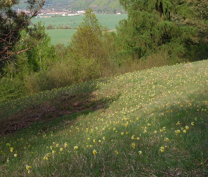 Arten erhalten (Foto: privat) Arten erhalten (Foto: privat)