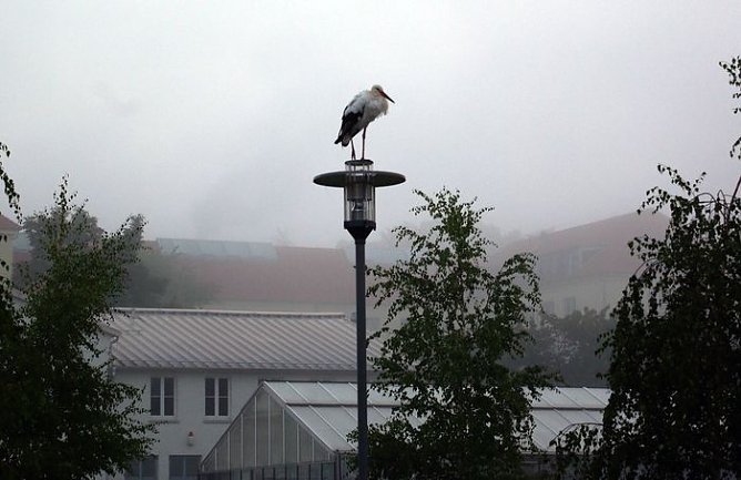 G&ouml;rsbacher Storch in Nordhausen? (Foto: privat)