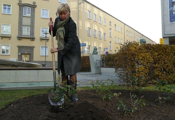Rose gepflanzt (Foto: nnz)