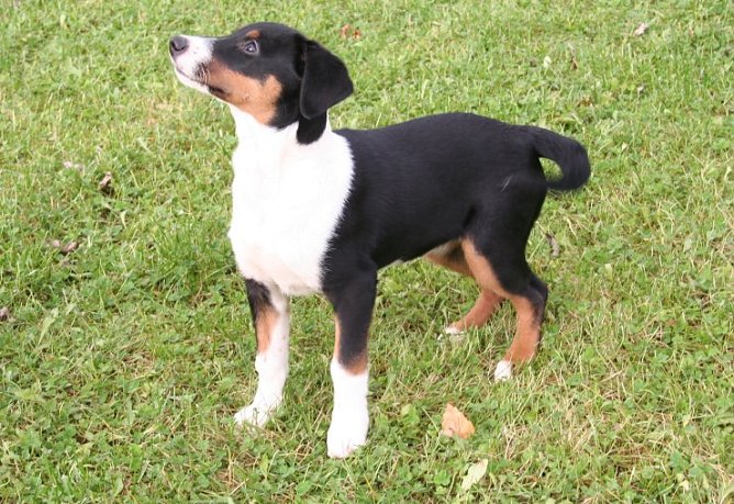 Herrchen gesucht (Foto: RH)