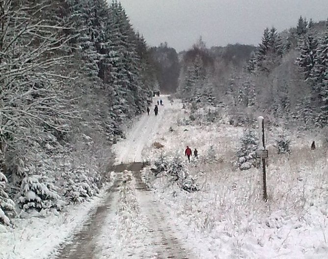 Frisch geschlagen (Foto: Forstamt)