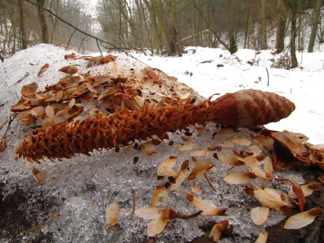 Bearbeiteter Fichtenzapfen (Foto: Wimmer)