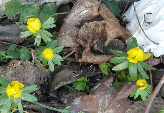 Fr&uuml;hling in Nordhausen (Foto: B. Schwarzberg)