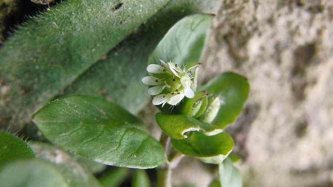 Vogel-Sternmiere (Foto: B. Schwarzberg) Vogel-Sternmiere (Foto: B. Schwarzberg)