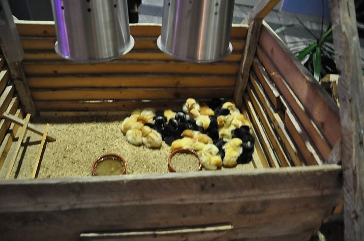 Fr&uuml;hlingsball 2011