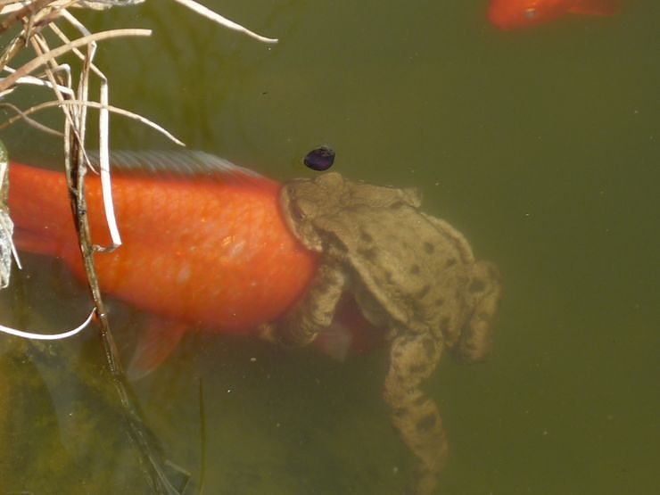 Liebesspiel im Gartenteich