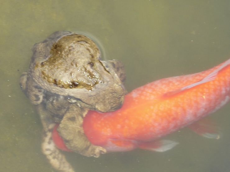Liebesspiel im Gartenteich