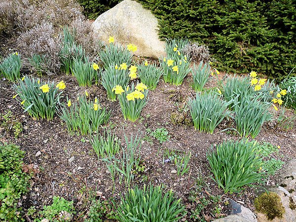 Farbtupfer in Braunlage