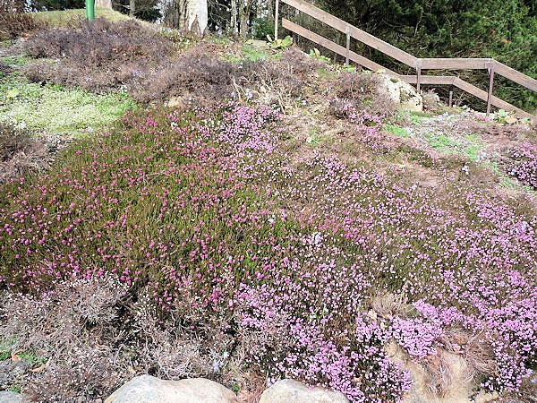 Farbtupfer in Braunlage