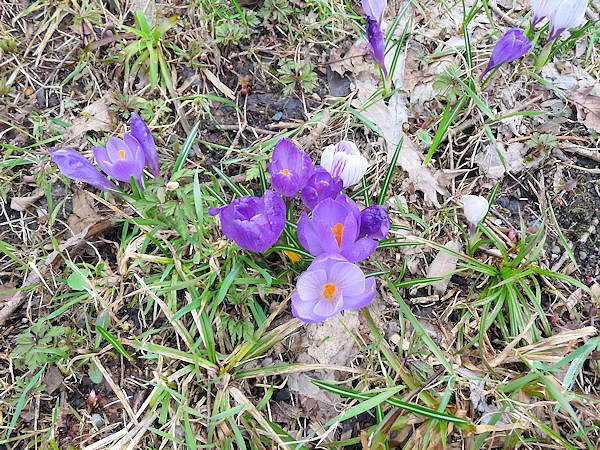 Farbtupfer in Braunlage