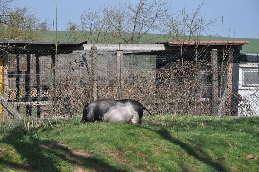 Fr&uuml;hlingsfest im Tierheim Nordhausen