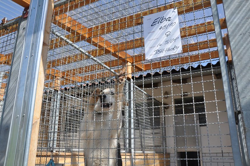 Fr&uuml;hlingsfest im Tierheim Nordhausen