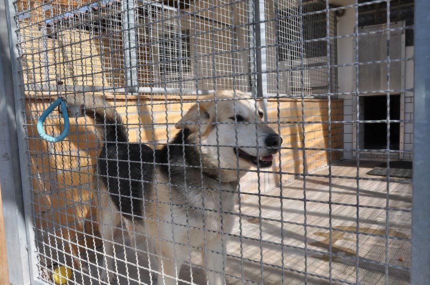 Fr&uuml;hlingsfest im Tierheim Nordhausen