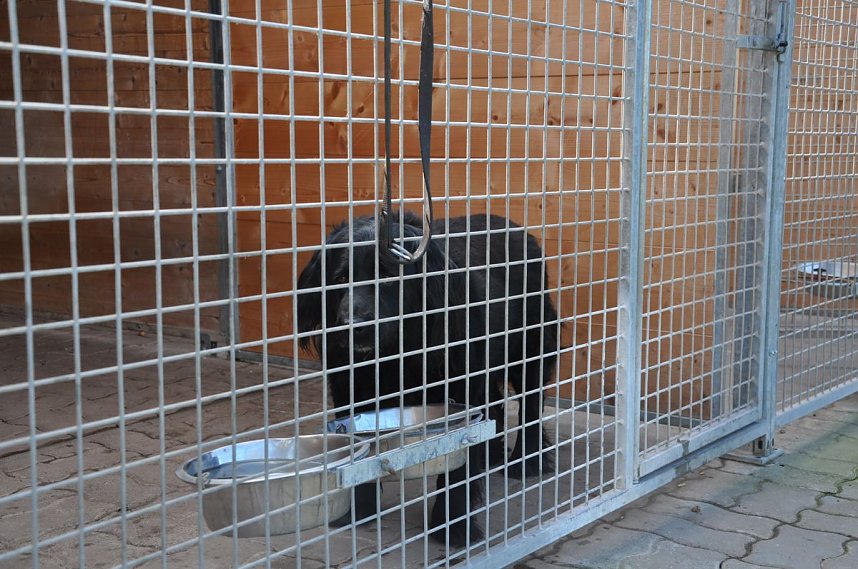 Fr&uuml;hlingsfest im Tierheim Nordhausen