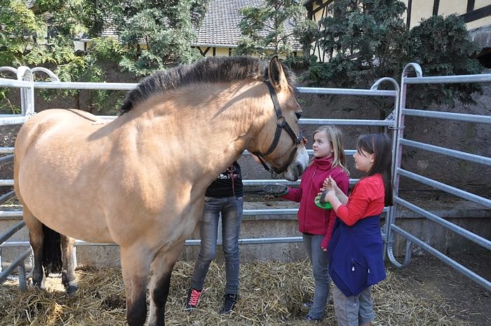 Reitturnier in Wollersleben