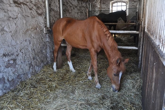 Reitturnier in Wollersleben