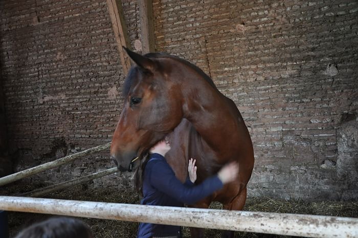 Reitturnier in Wollersleben