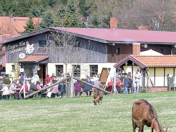 Auftrieb auf der Ziegenalm