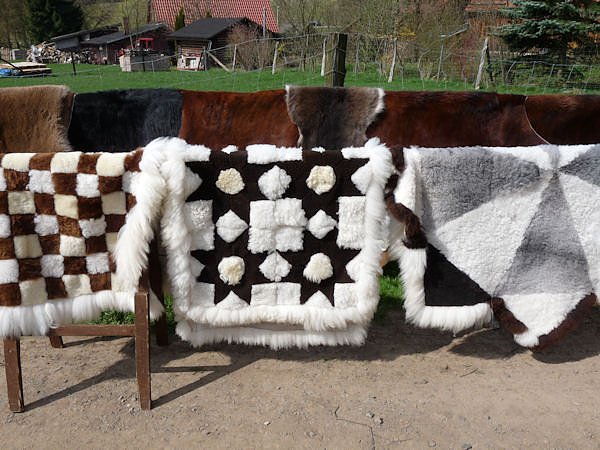 Auftrieb auf der Ziegenalm