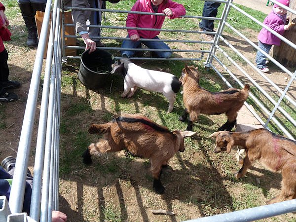 Auftrieb auf der Ziegenalm