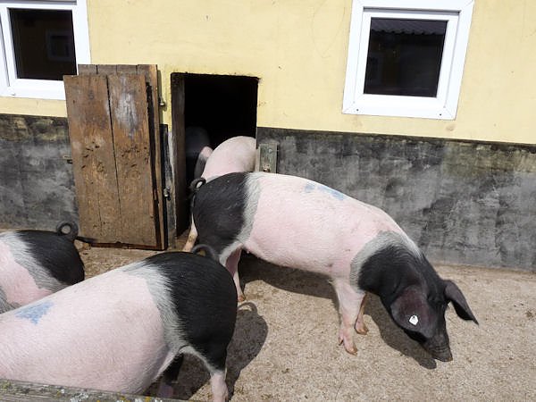 Auftrieb auf der Ziegenalm