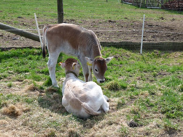 Auftrieb auf der Ziegenalm