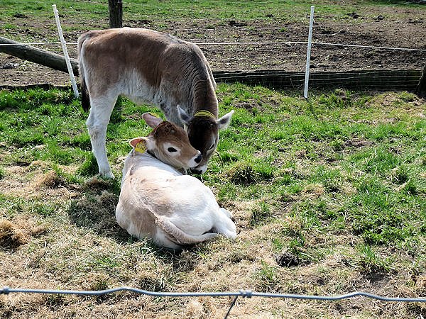 Auftrieb auf der Ziegenalm