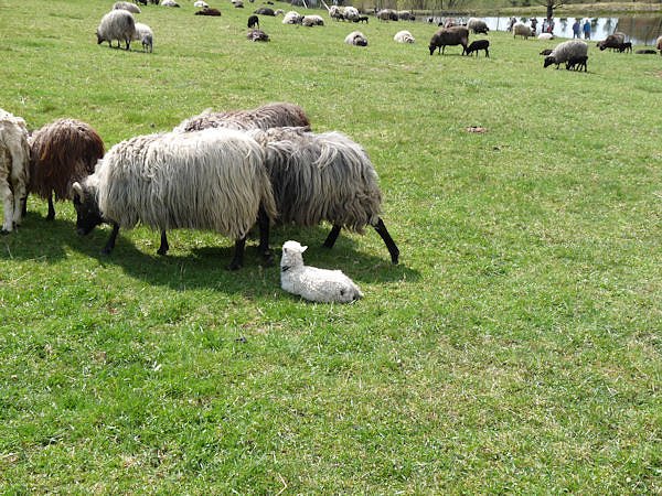 Auftrieb auf der Ziegenalm