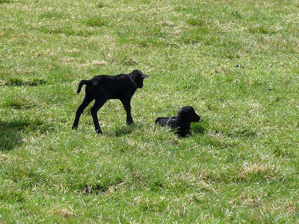 Auftrieb auf der Ziegenalm