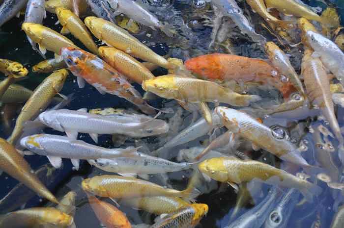 Fischfest in Auleben