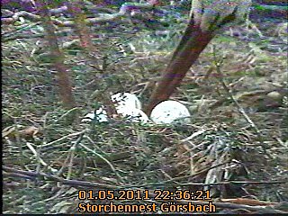 Neues aus dem Storchennest