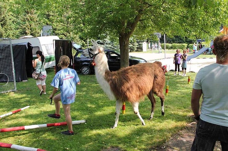 Buntes Treiben bei den Falken