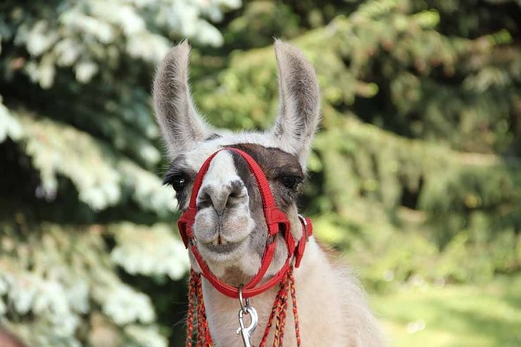 Buntes Treiben bei den Falken