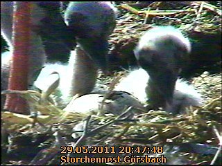 Neues aus dem Storchennest