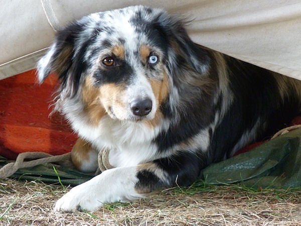 Pfingsten auf Burg Regenstein