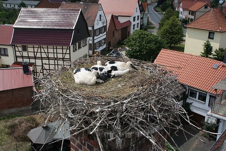 Jungst&ouml;rche beringt