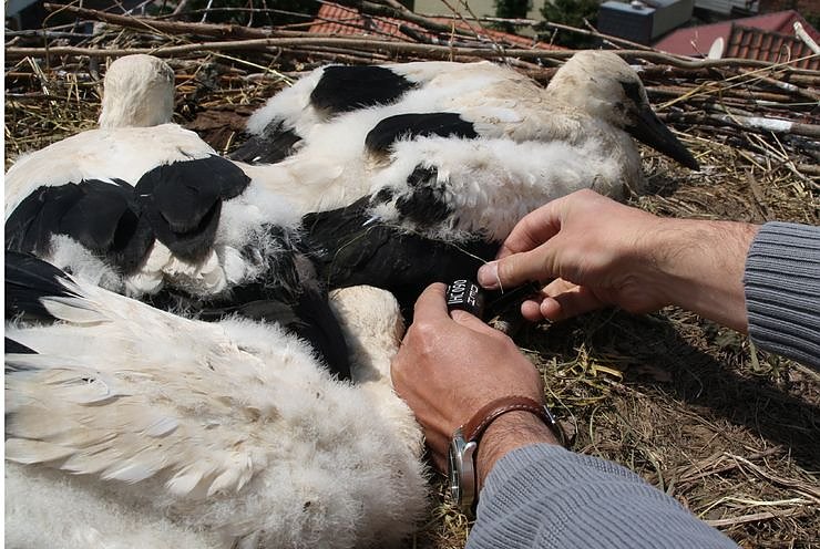 Jungst&ouml;rche beringt