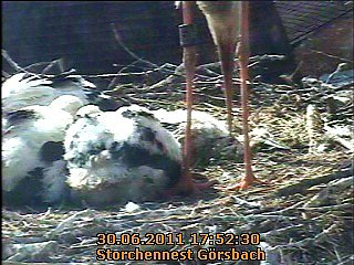 Neues aus dem Storchennest