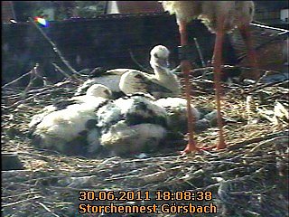 Neues aus dem Storchennest